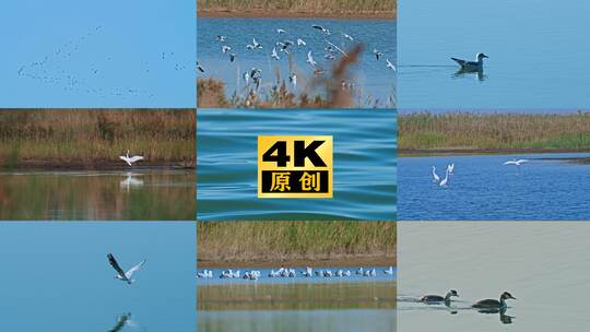 湿地鸟类 白鹭 鸿雁 水鸟大雁 野鸭 候鸟