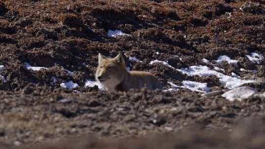 实拍青海野生动物藏狐狸视频素材模板下载