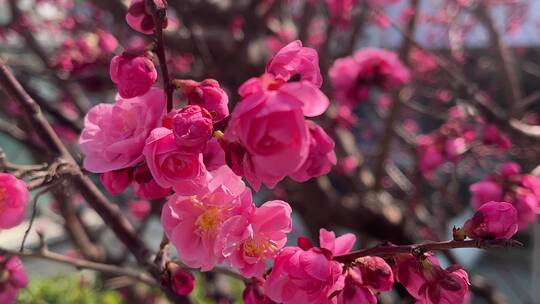 蜜蜂在花朵上采蜜