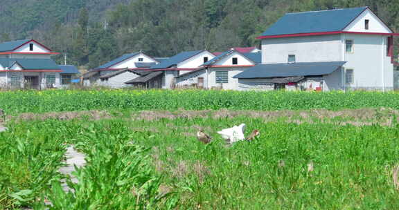 田园风光白鹅