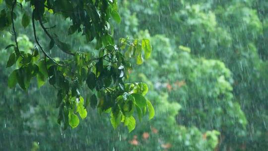 雨中的树叶，雨中的植物视频素材