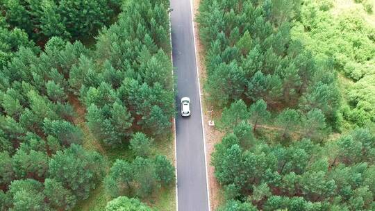 航拍行驶在乌兰布统草原树林中的汽车