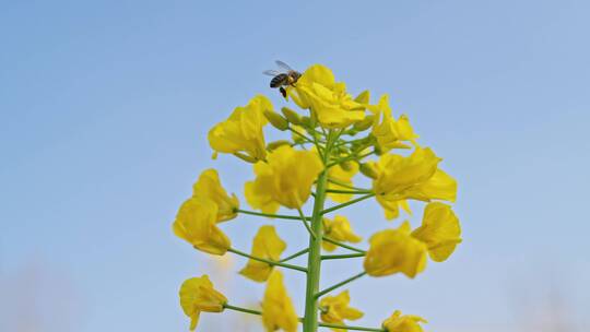 春天油菜花田采蜜蜜蜂仰视慢动作视频素材模板下载