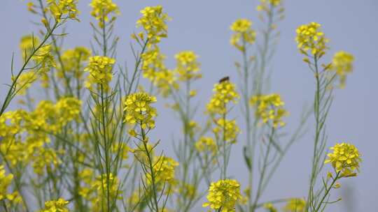 春天油菜花开蜜蜂采蜜空镜升格