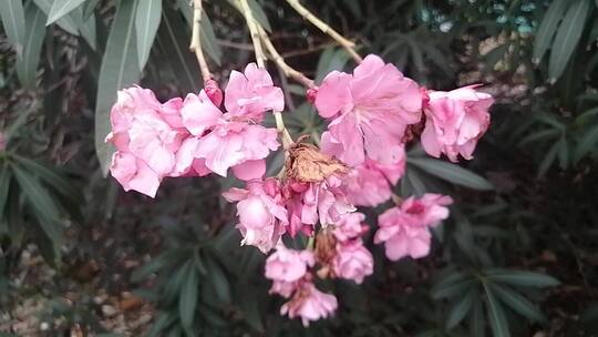 粉色夹竹桃