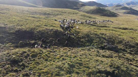 航拍高山日落草原牧区放牧 牦牛群4K视频