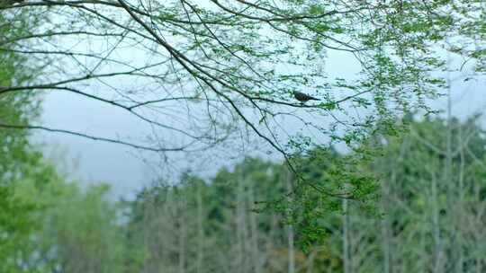 适合开场的清晨森林里的鸟斑鸠