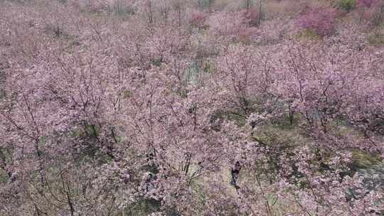 航拍长沙贝拉小镇樱花园开满樱花