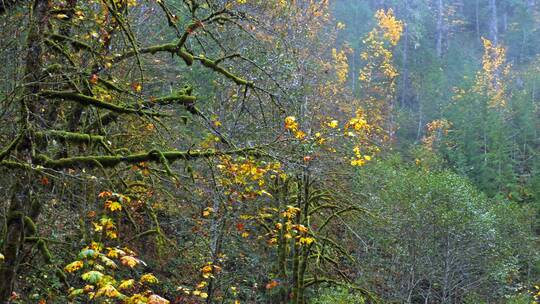 秋天冬天大山森立风景河流落叶黄叶水流河水
