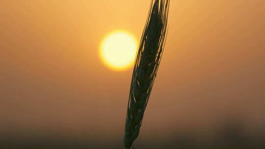 乡村田野太阳夕阳小麦穗麦芒