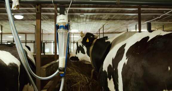 牧场的挤奶设备