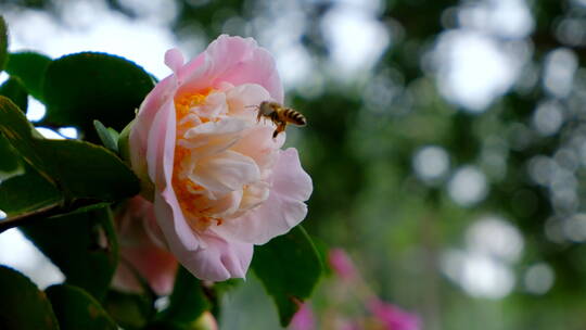 花园蜜蜂飞舞采蜜 茶花 中华野山蜂