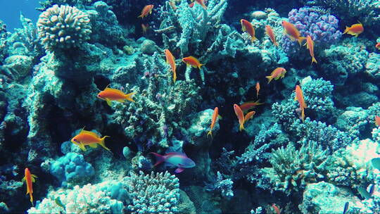珊瑚礁的生态系统有很多鱼