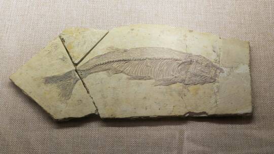 鱼化石古生物化石