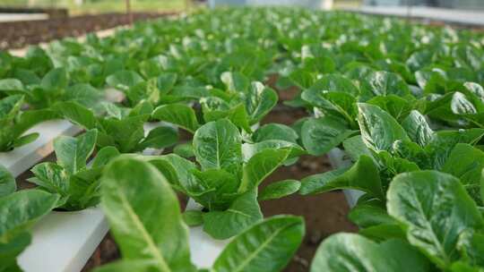 有机蔬菜青菜无公害种植培育