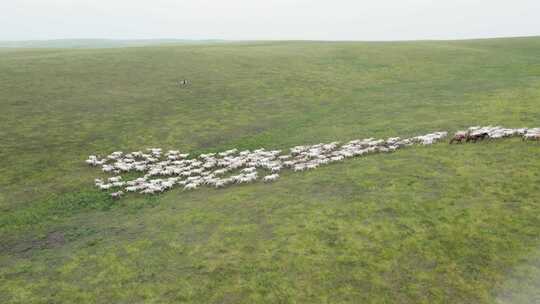 牧羊人 羊群 行走的羊