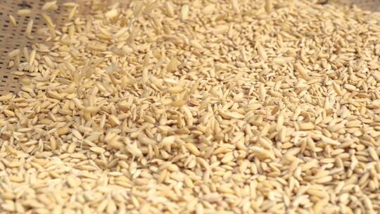 稻谷掉落簸箕粮食大米慢动作