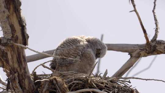 Nest，犹他州，大角枭，鸟