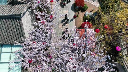 春天古建筑樱花与灯笼航拍徐州市回龙窝历史