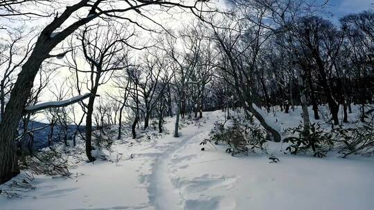 大雪后的树林小路