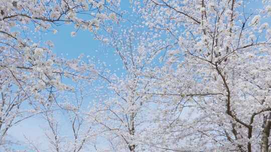 春天公园樱花盛开万物复苏生长