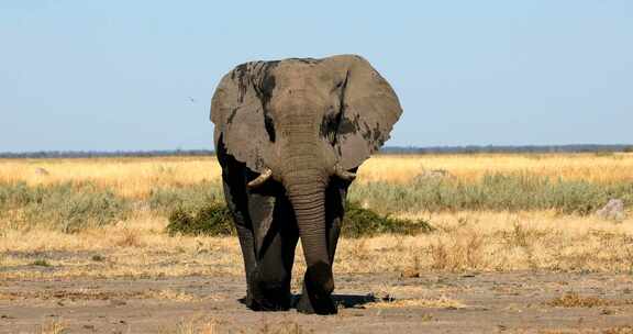 大象在乔贝，博茨瓦纳，非洲野生动物狩猎。