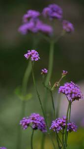 4K竖屏花草植物素材——马鞭草