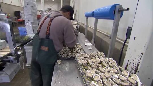 工厂加工牡蛎的过程