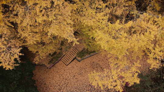 蒙顶山天盖寺古银杏树