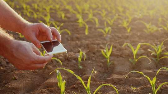 农业科研实验田 工作人员用手机拍摄秧苗