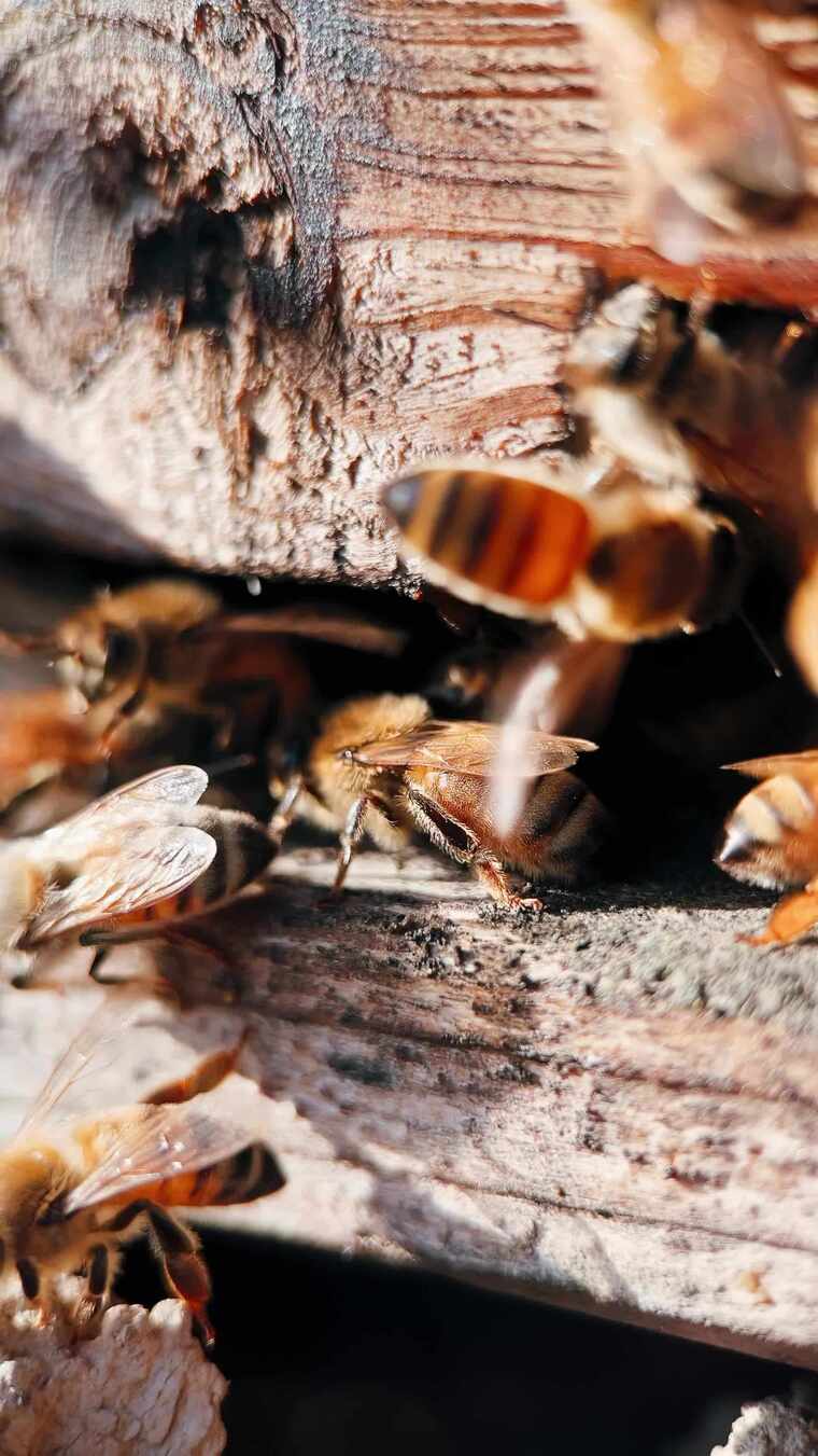 蜂场蜂箱门口的蜜蜂特写