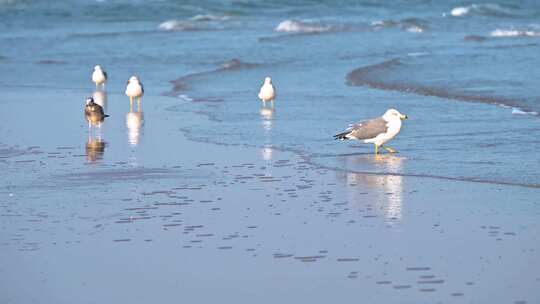 海边沙滩上栖息觅食的海鸥