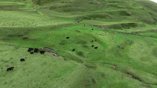 漫山遍野的牦牛群