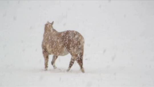 在暴风雪中行走的马