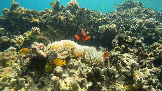海底世界珊瑚鱼类