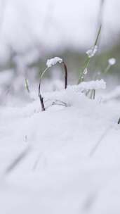 树枝，雪，冬天，树木