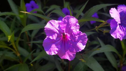 实拍春天百花盛开紫色鲜花