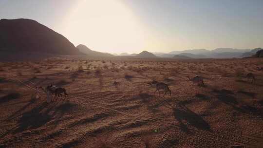炎热沙漠中的人和骆驼
