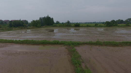 农村乡间土地田野水稻