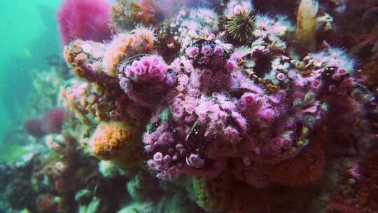 海底里漂亮的丁达尔效应珊瑚礁视频素材模板下载