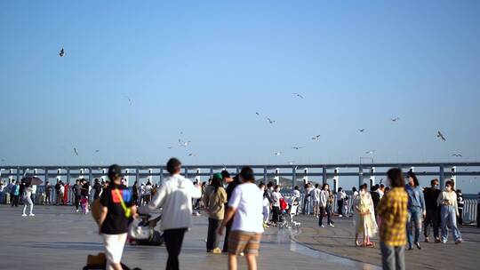 海边人文 喂海鸥