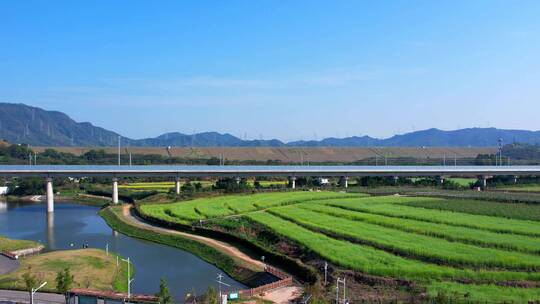 光明小镇欢乐田园油菜花光明湖高架桥铁路A