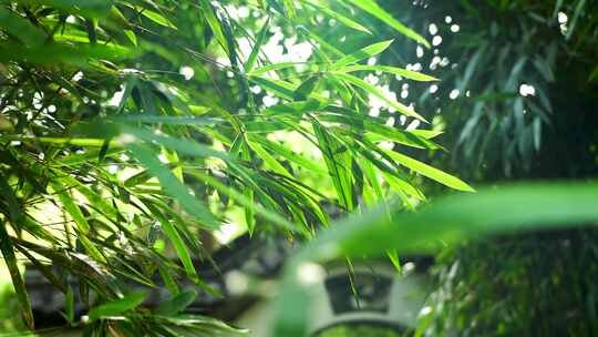 江南园林竹子竹叶阳光下的光影空镜