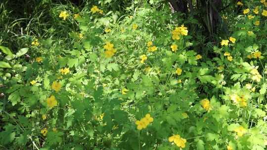 野生药用植物白屈菜