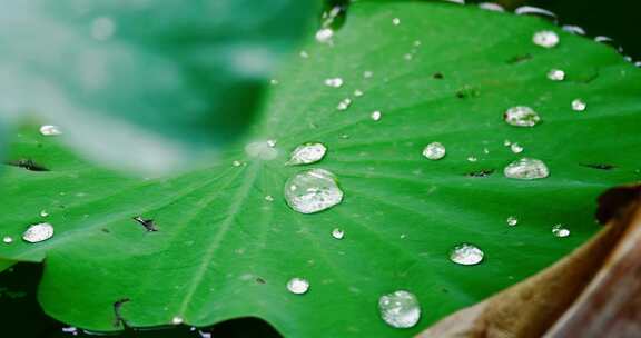 雨后荷叶上的露水珠