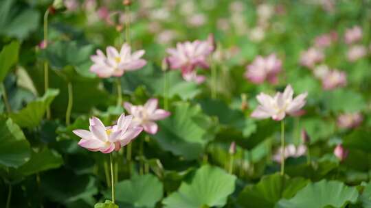 荷花 莲花 夏天