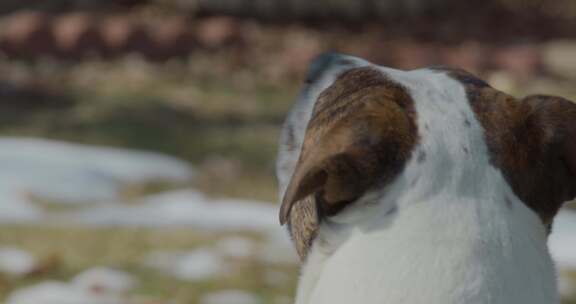 斗牛犬，狗，犬，脸