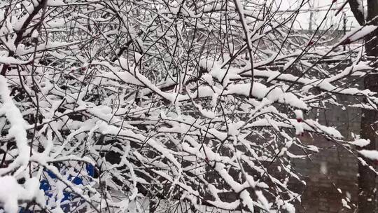【镜头合集】树枝上的积雪雪松落雪