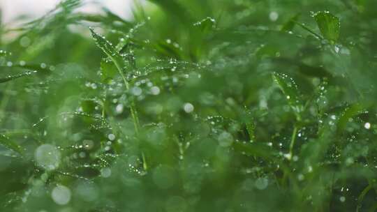 雨后小草丛绿植水珠露珠