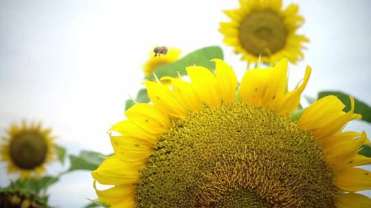 蜜蜂在向日葵花朵采蜜飞舞微距特写